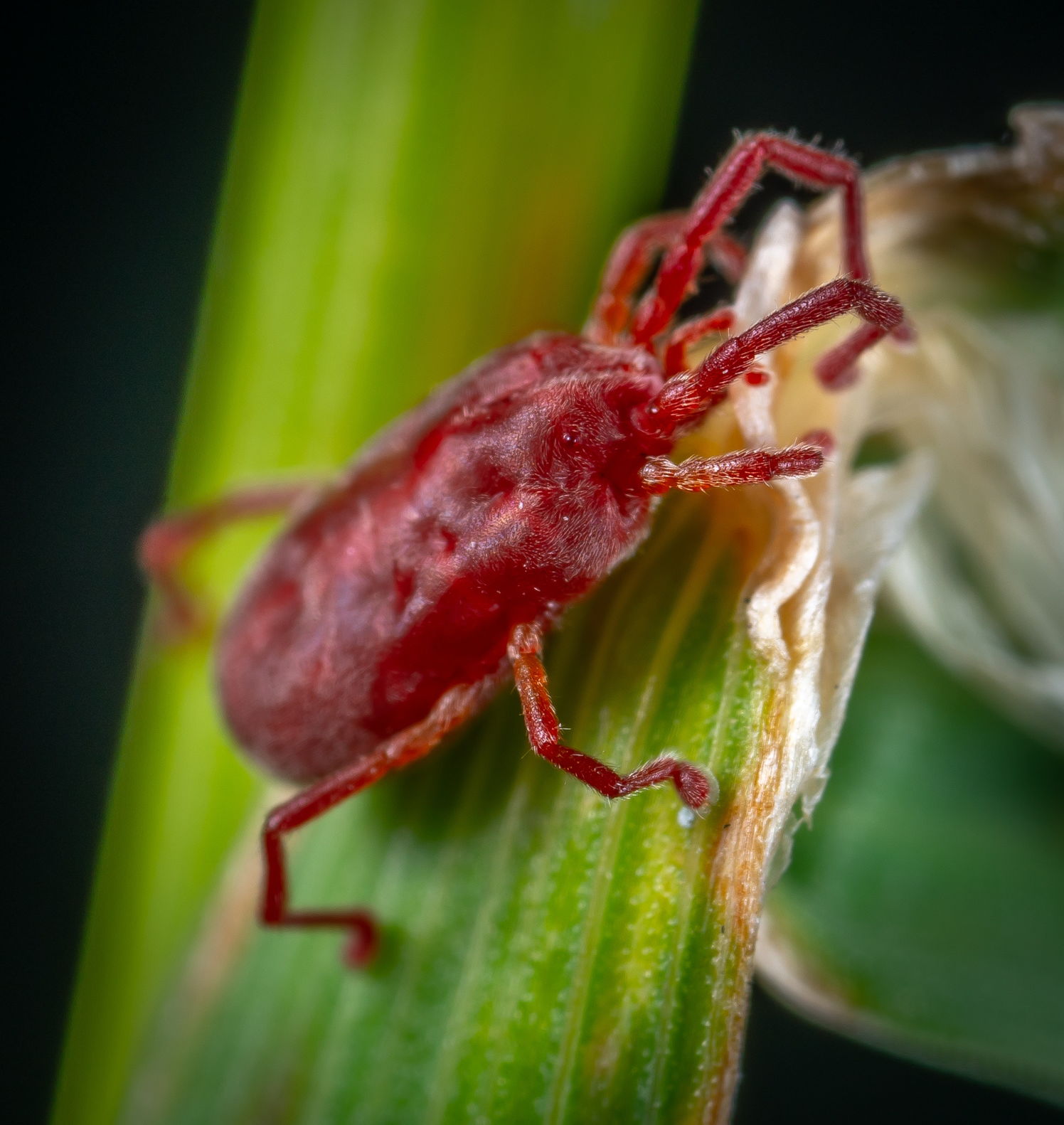 chicken red mite